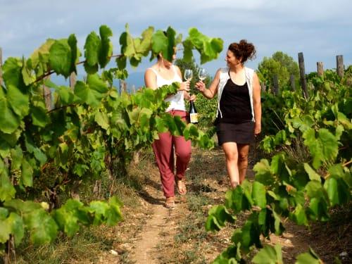 Camino entre viñas de Albet i Noya (foto provisional de la bodega)