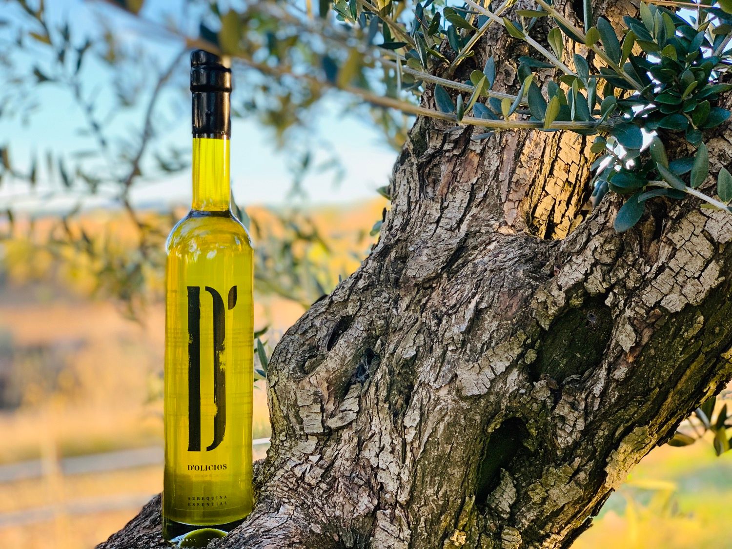 Botella de aceite arbequina de D'Oliciós apoyada en el tronco de un olivo