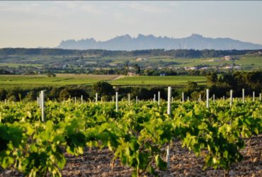 Viñedo de La Torre del Gall con Montserrat al fondo